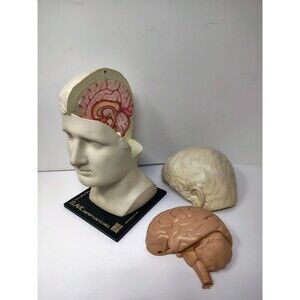 ELAVIL MSD Merck Sharp Dohme Medical Head & Brain 1974 Advertising Display Vtg